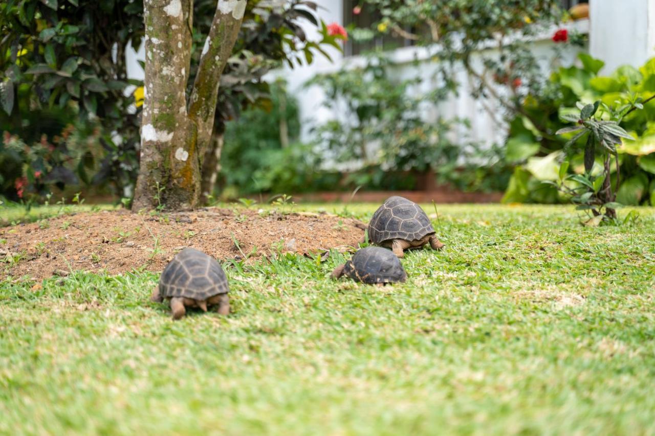 Ixora Villa Anse Royale Kültér fotó